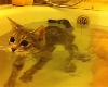 這隻小萌貓不但一點都不怕水，在浴缸中<strong><font color="#D94836">恣</font></strong>意優游的可愛模樣讓人不禁超羨慕牠的主人！(7P)