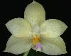 Phalaenopsis floresensis 弗洛雷斯蝴蝶蘭(5P)